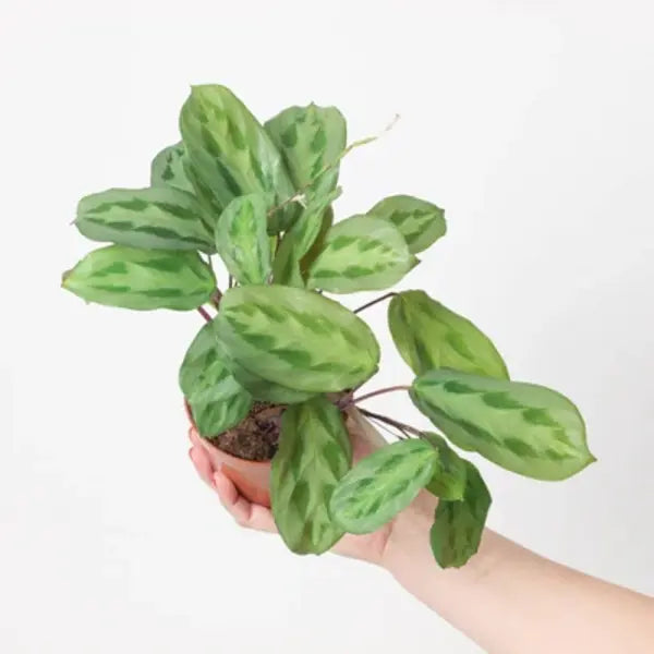 Maranta Cristata