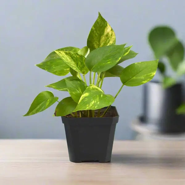 Golden Pothos