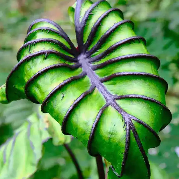 Colocasia Pharoph Mask