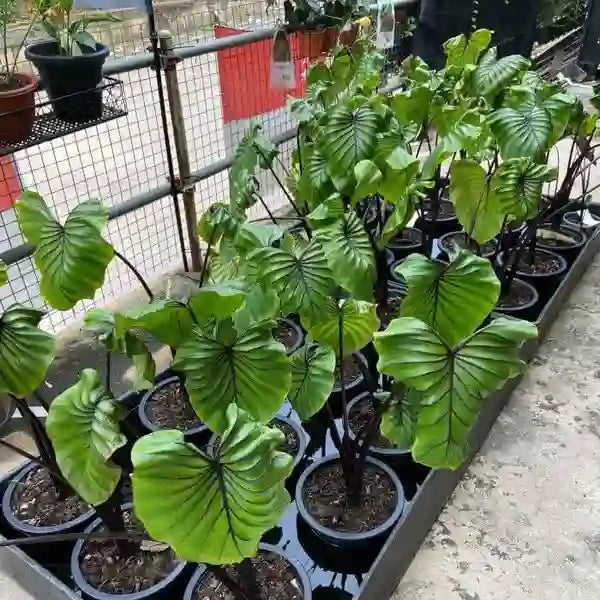 Colocasia Pharoph Mask