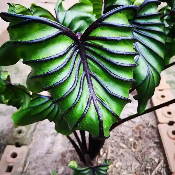 Colocasia Pharoph Mask