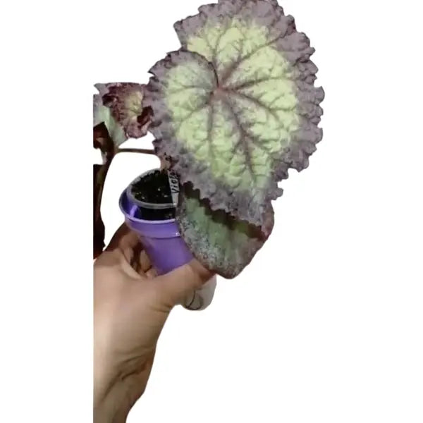 Begonia Violet Blonde