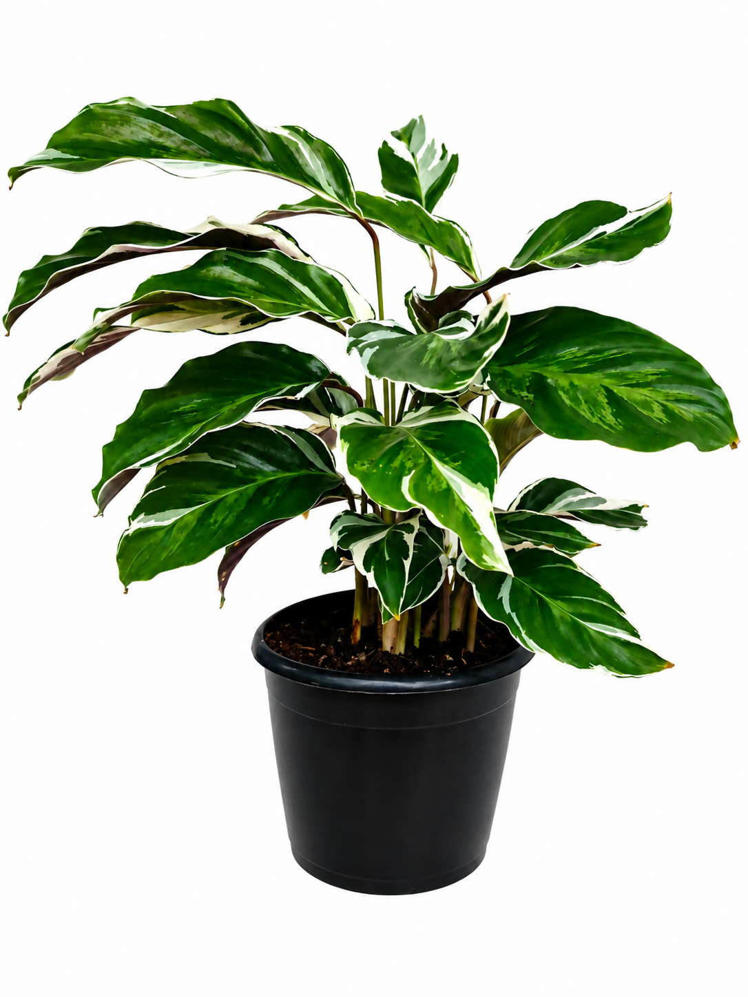 Calathea White Fusion Bushy