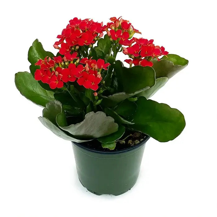 Kalanchoe Plant - Red