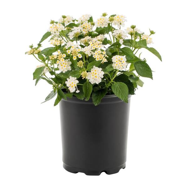 Lantana " White"