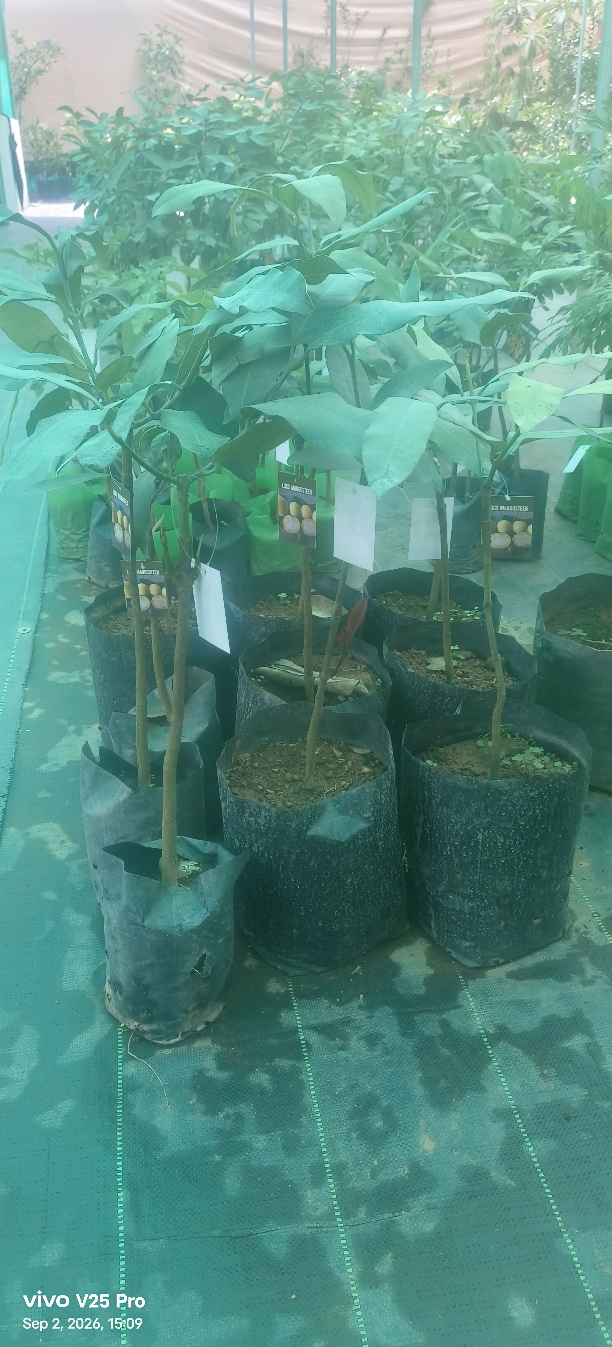 Lucs Mangosteen Fruit Plant – Graft - Keyfarm Wayanad