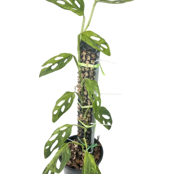 Monstera Adansonii Mint