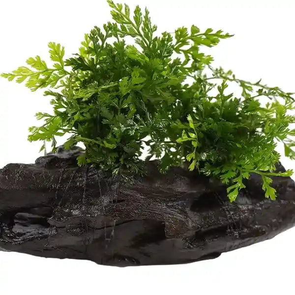 Mini Bolbitis Fern