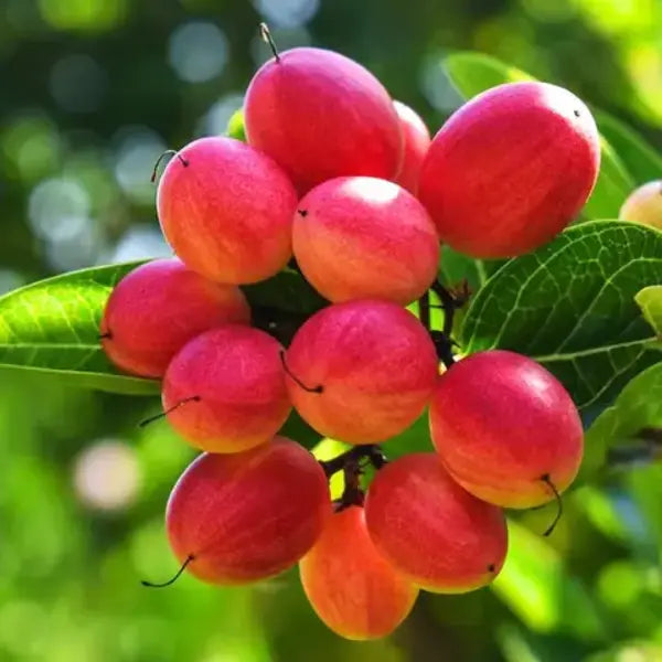 Miracle Fruit Plant