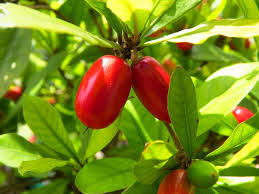 Miracle Fruit Plant – 6 Inch Pot | Synsepalum dulcificum - Fruit