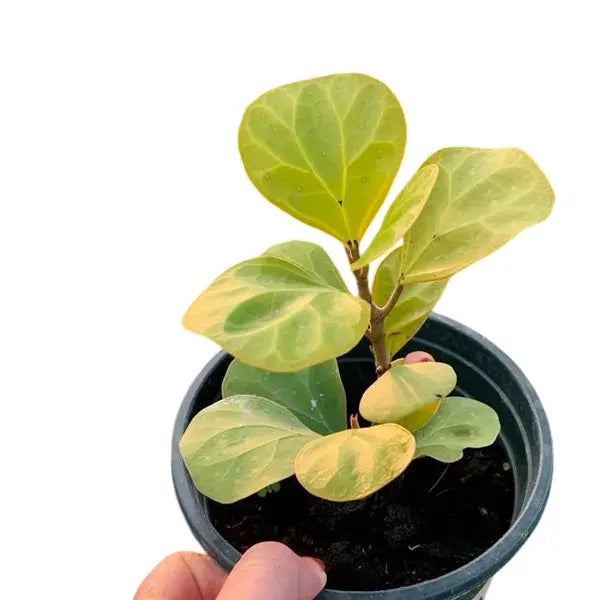 Mistletoe Fig (Ficus Deltoidea Gold)