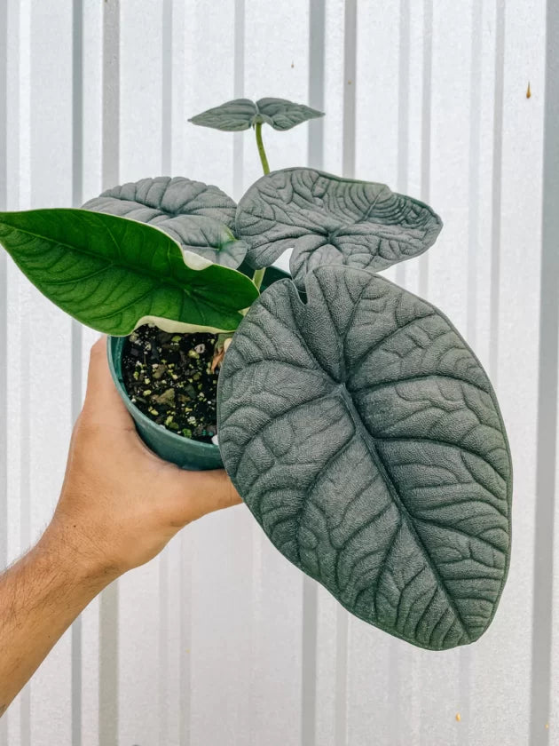 Alocasia Melo (seedling)