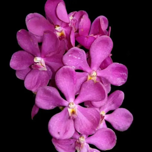 Mokara (MM-034)
