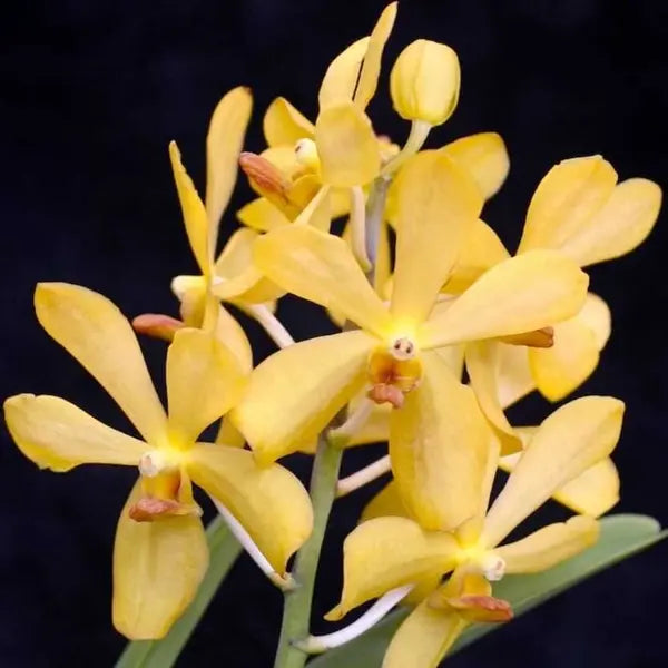 Mokara (MM-043)