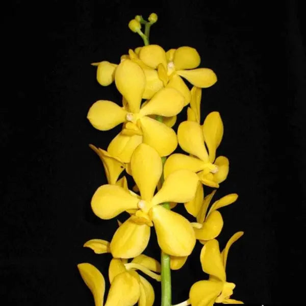 Mokara (MM-048)
