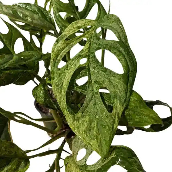 Monstera Adansonii Mint
