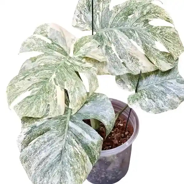 Monstera Deliciosa Legacy Variegated - Super Rare