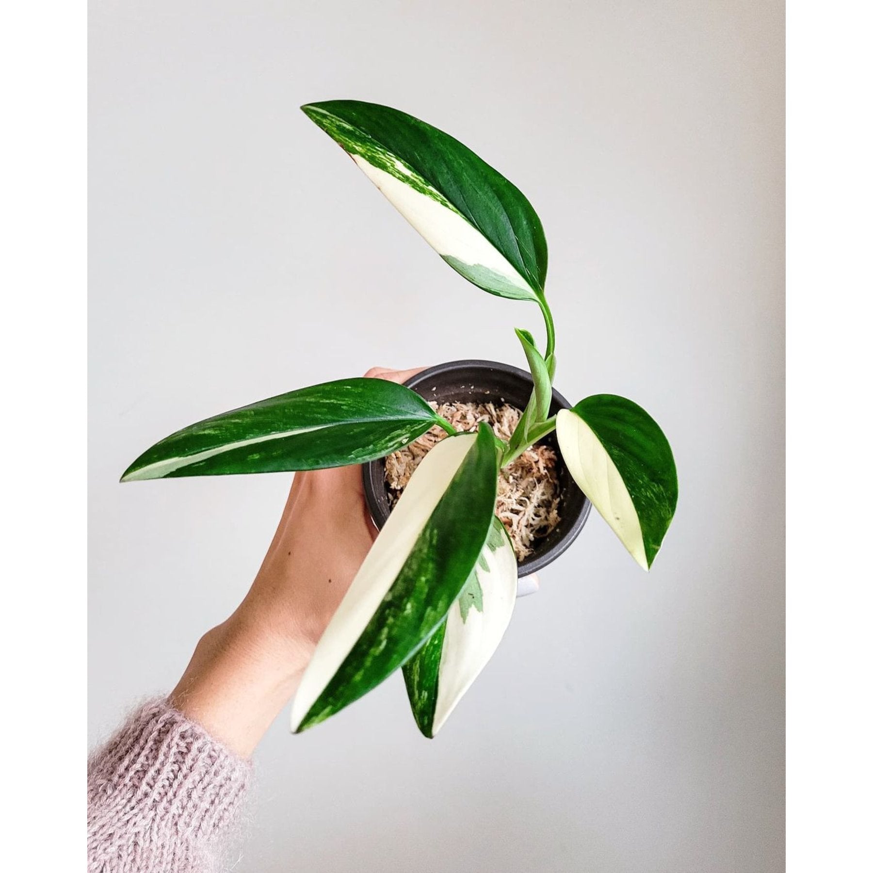 Monstera Standleyana Albo Variegated close up leaf detail – healthy nursery plant – Foliages.in