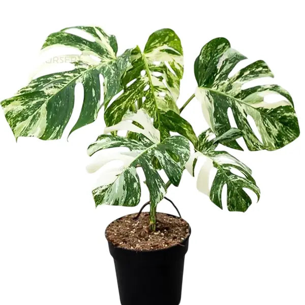 Monstera Thai Constellation – Mature Plant