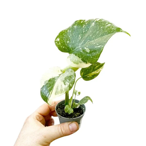 Monstera Thai Constellation - Rare - EXTRA SMALL