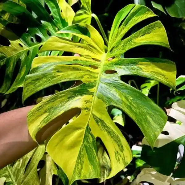 Monstera Deliciosa Yellow Marilyn