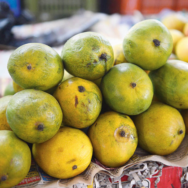 Moovandan Mango Plant - Kerala Heritage Variety - Keyfarm Wayanad