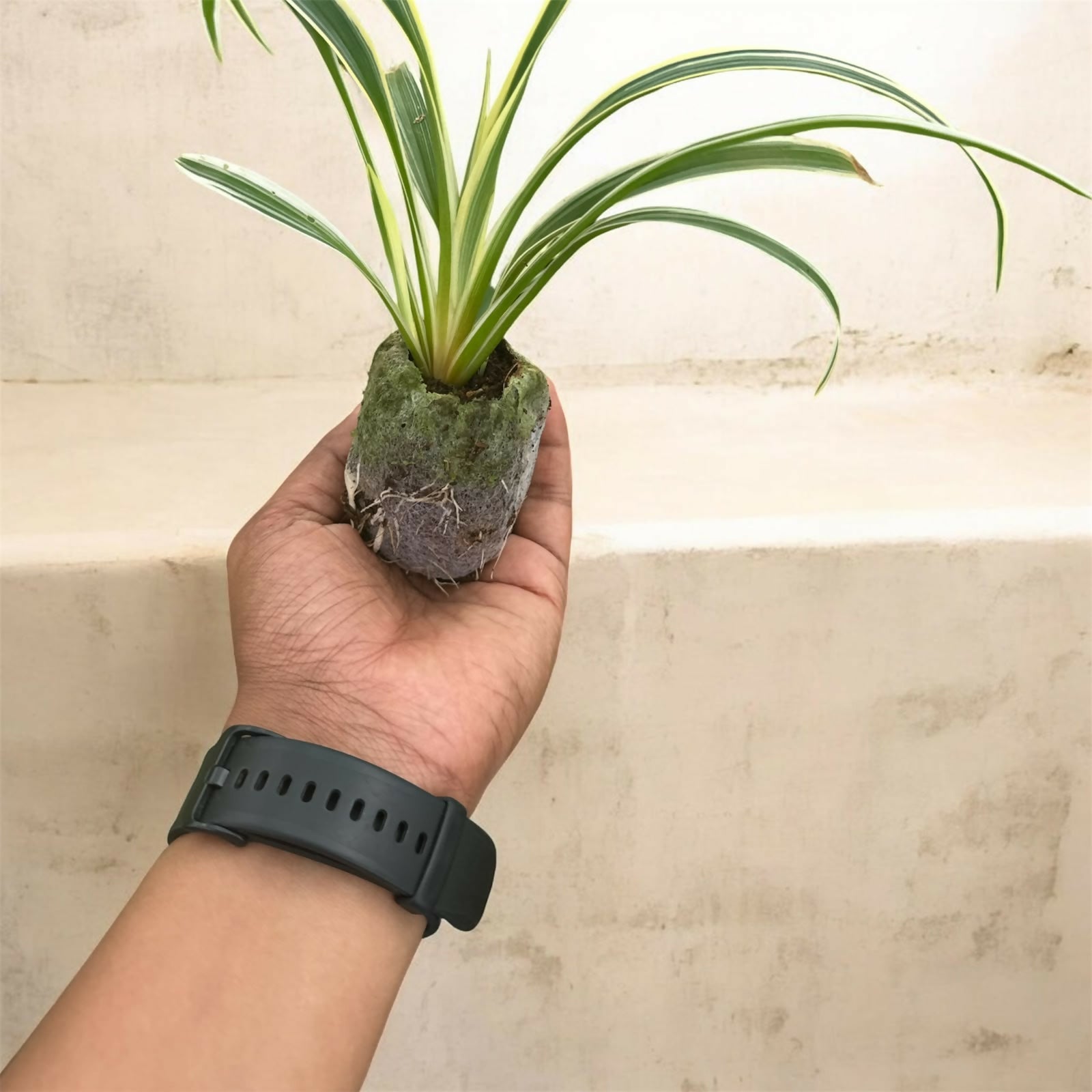 Spider plant (Chlorophytum comosum)