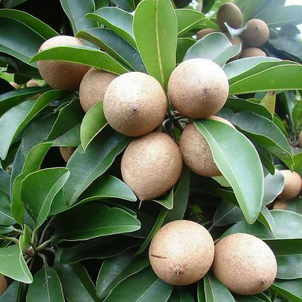 Chikku Sapote Fruit Plant (Manilkara Zapota)