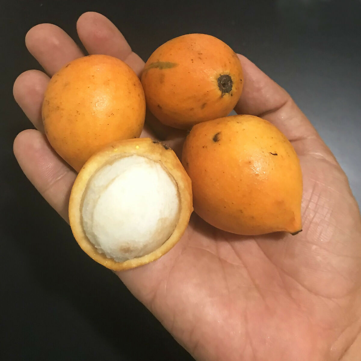 Bacupari Fruit Plants (Garcinia Brasiliensis)