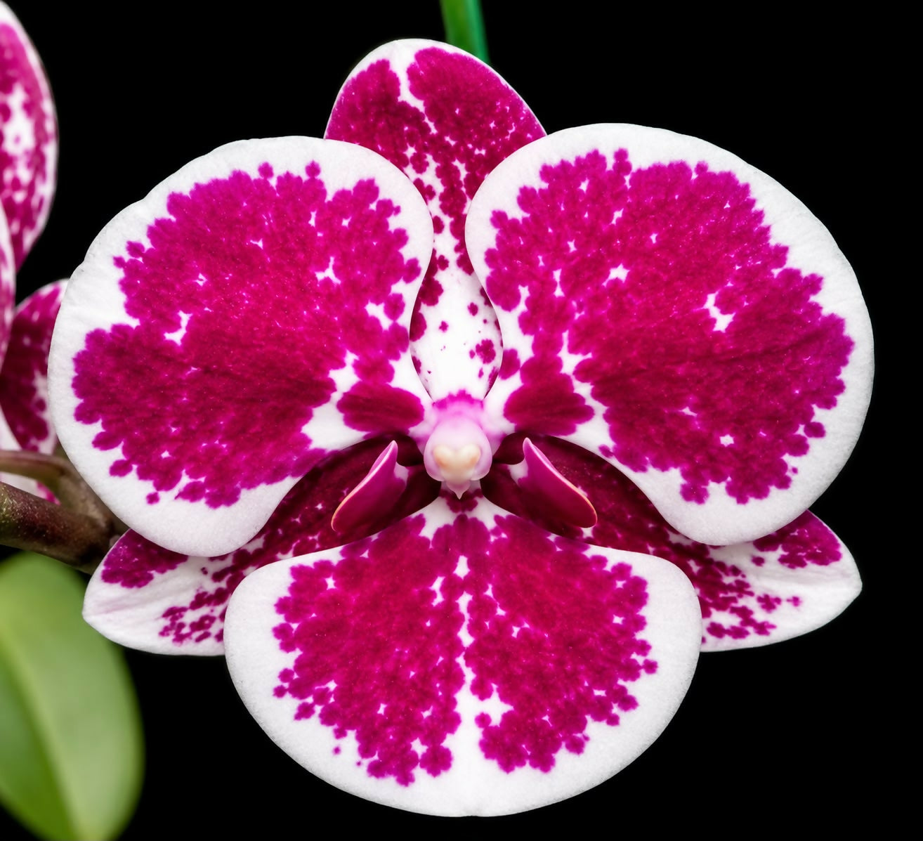 Phalaenopsis-1557