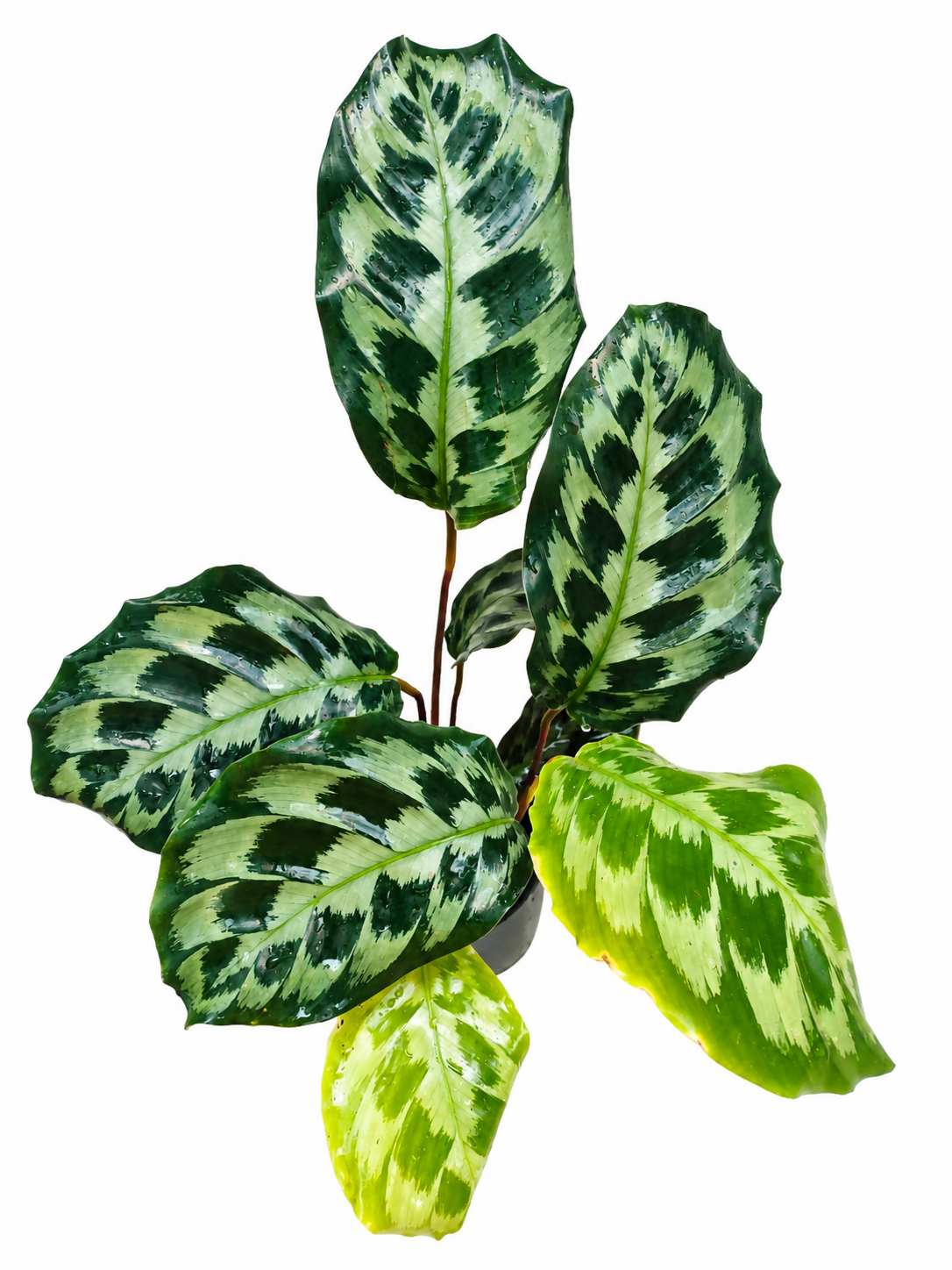 Calathea Helen Kennedy Bushy