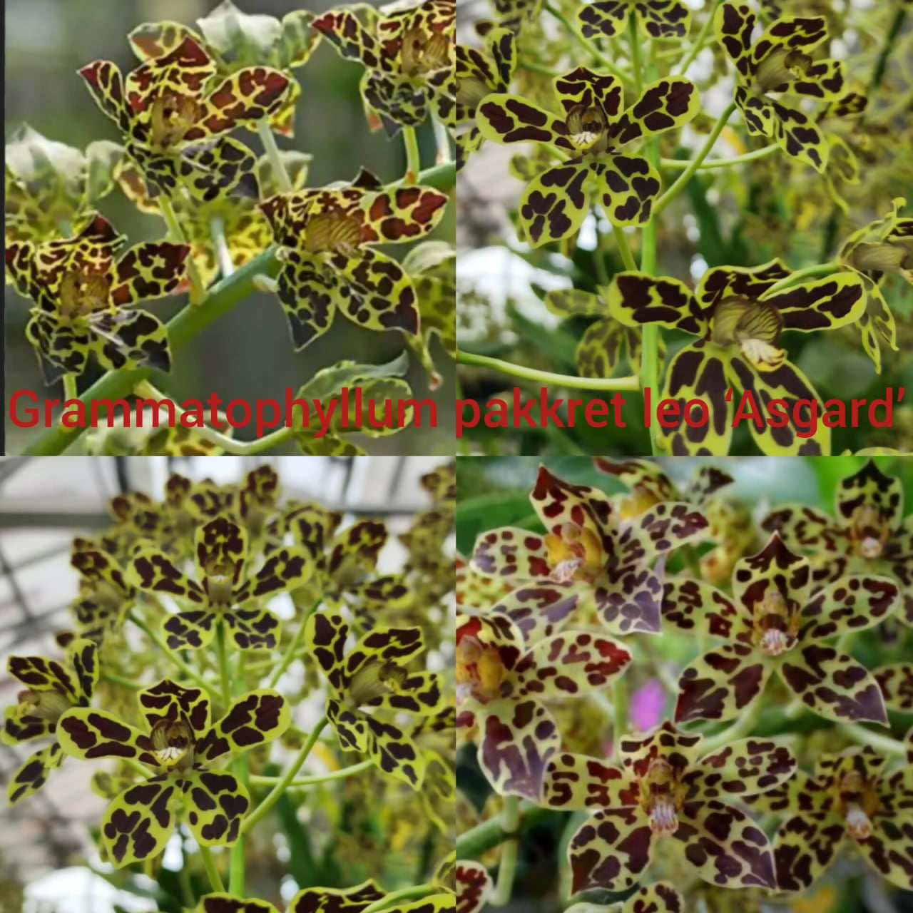 Grammatophyllum Orchid Pakkret Leo 'Asgard'