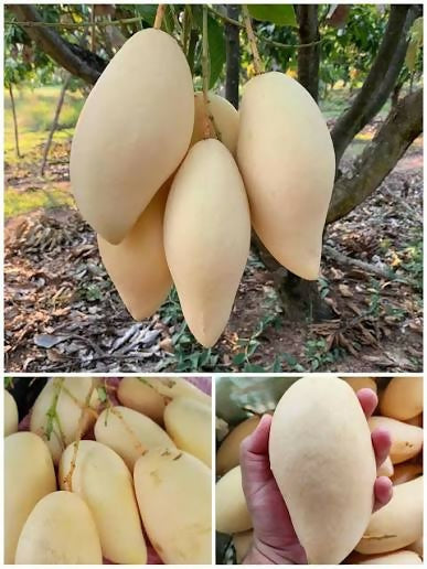 Nam Doc Mai Mango Plant - Sweet Thai Variety - Keyfarm Wayanad