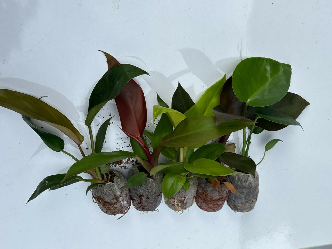 5 indoor plant combo 2 - jiffy bag