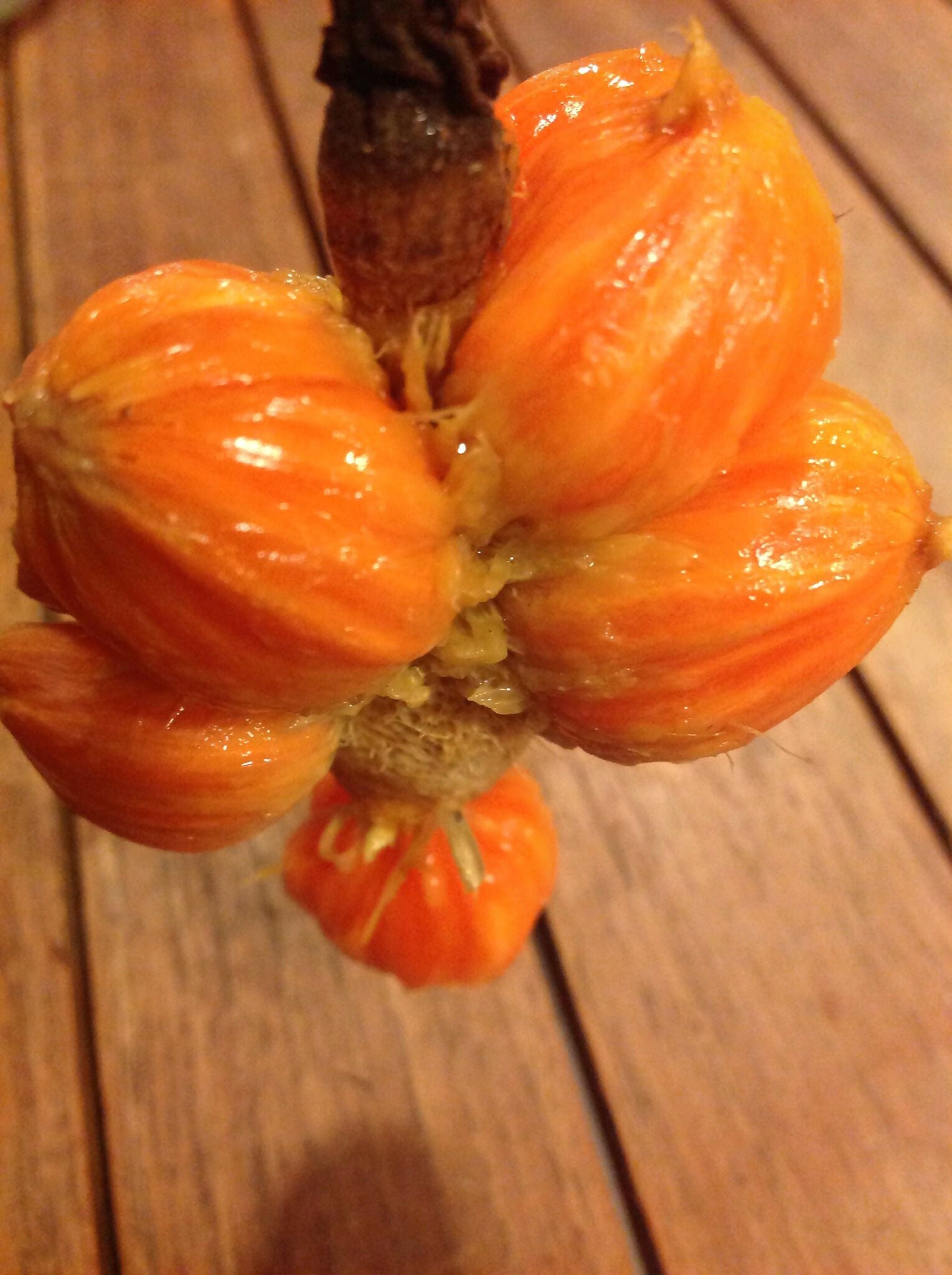 Keledang Fruit Plants (Artocarpus Lanceifolius)