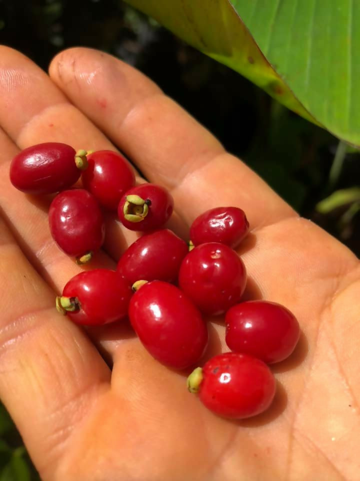 【希少】Eugenia pitanga熱帯果樹 ジャボチカバと同じフトモモ科 Pitanga de Perdiz Fruit Plant – Eugenia Observ | Foliages.in