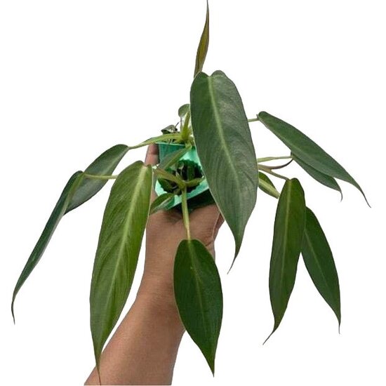Philodendron Spiritus-Sancti- Rare Plant - SMALL