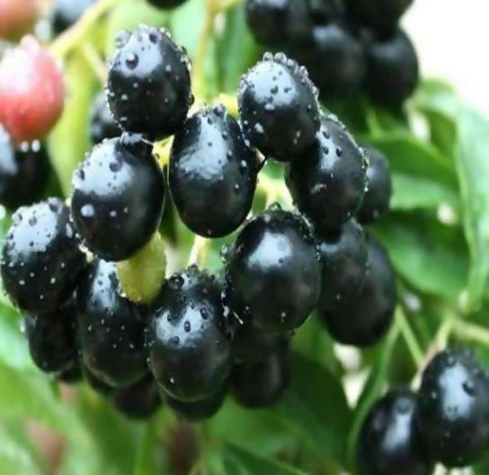 Black Jamun Fruit Plants (Syzygium Cumini)