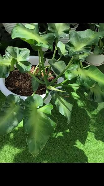 Philodendron rugosum