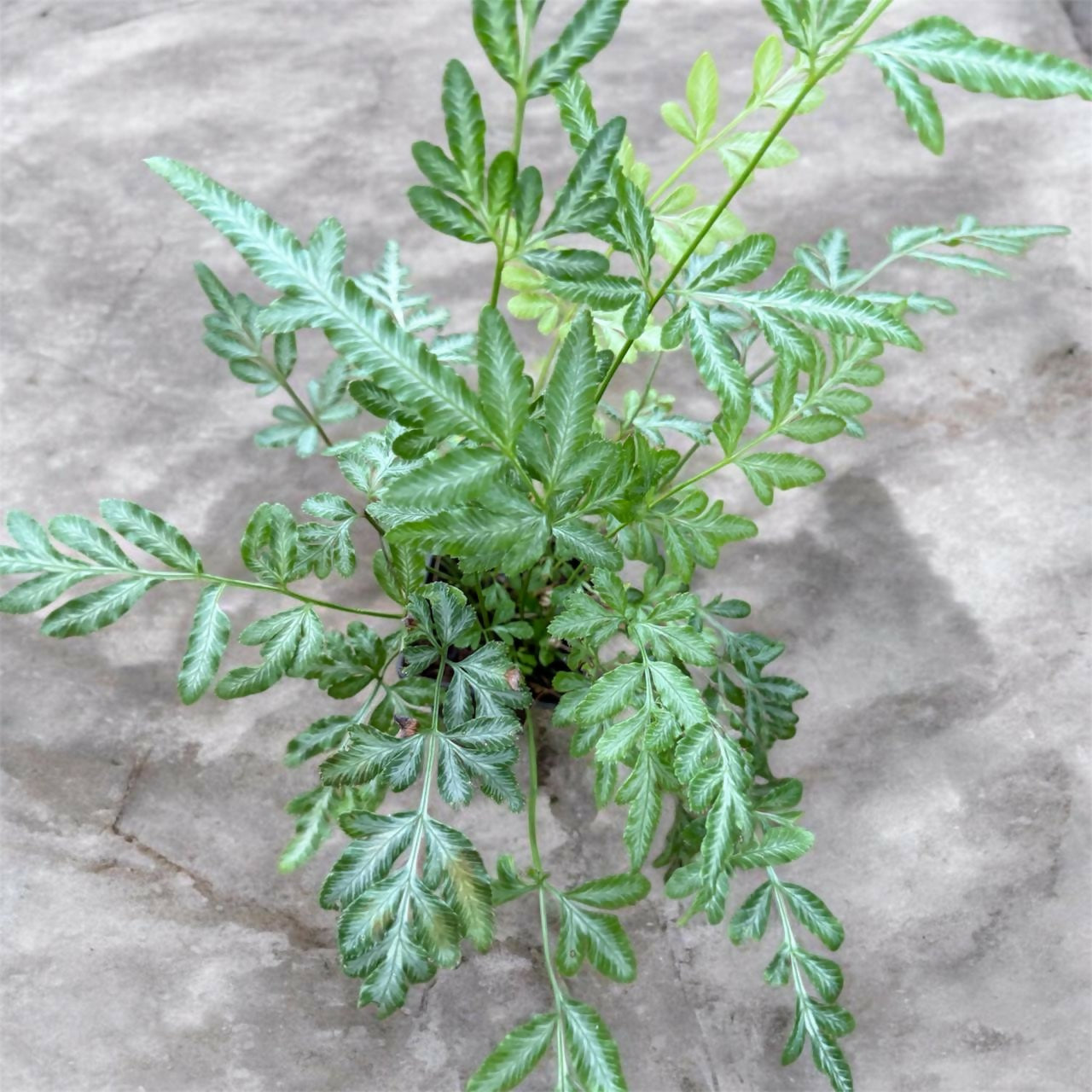 Silver Lace fern