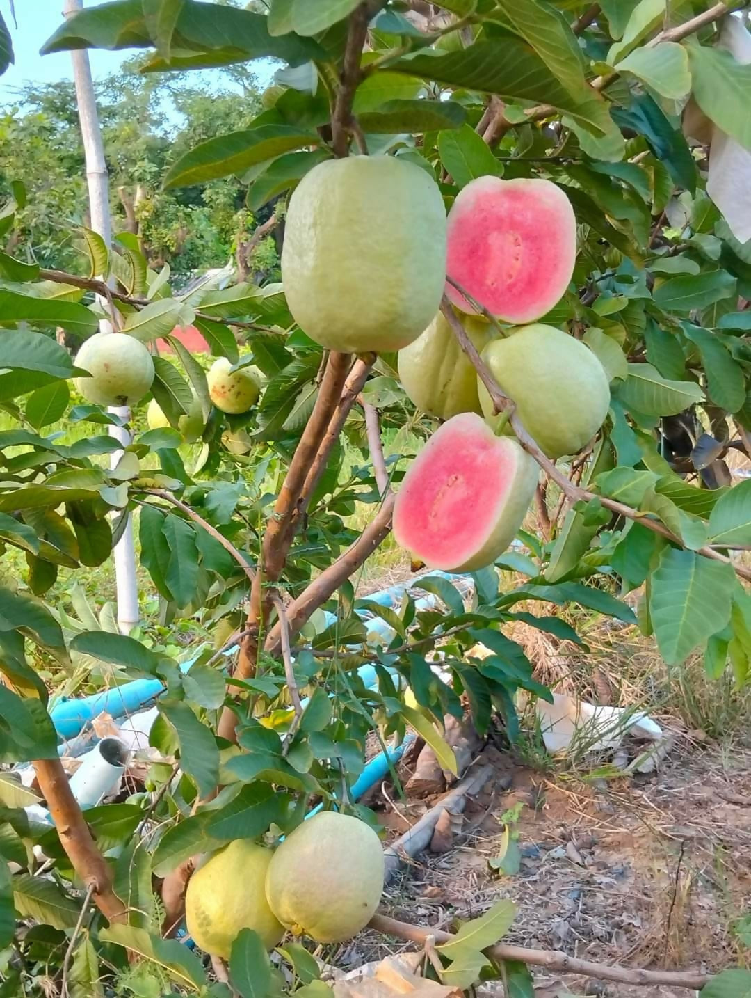 Red Seedless Guava Live Plants