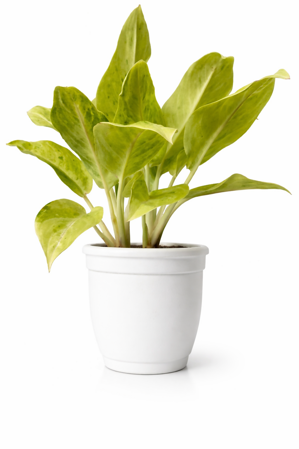Aglaonema Lemon