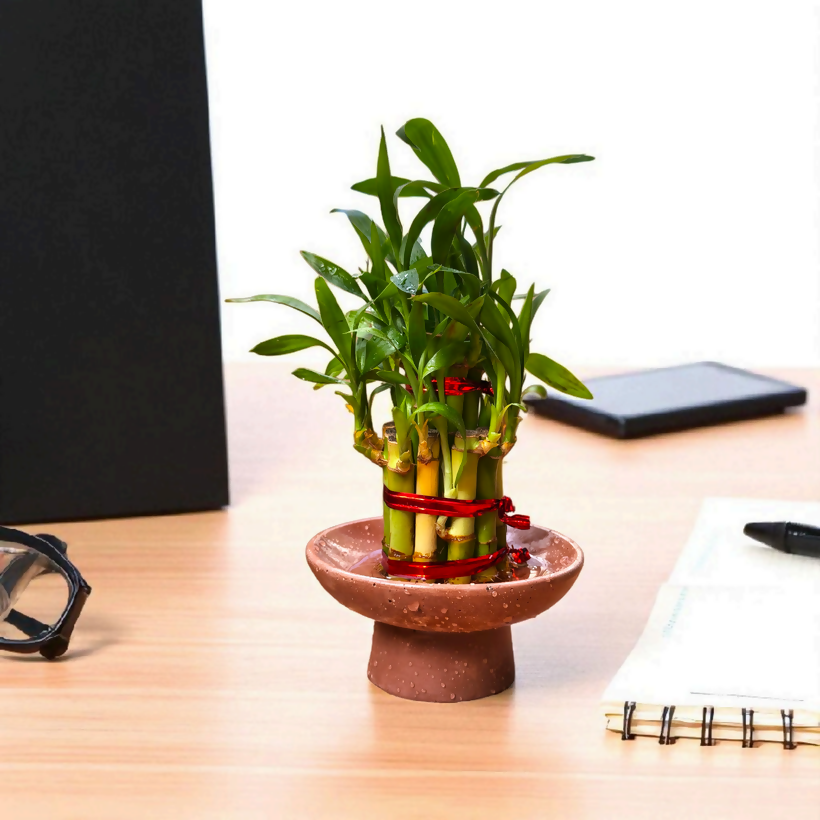 The Plinth - Pedestal bowl | lucky bamboo 2 layer | elegant design | innovative | eco friendly