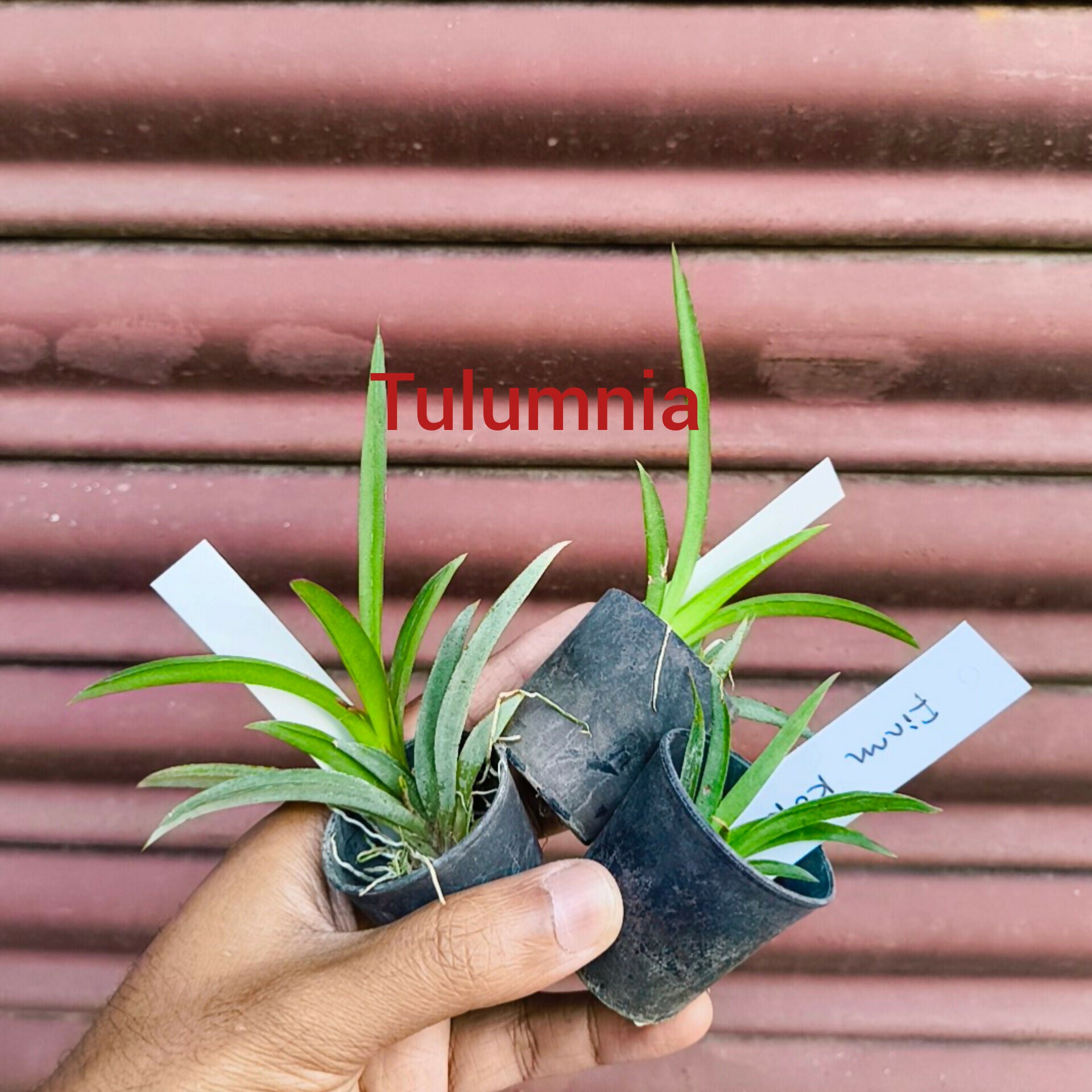 Tolumnia miniature orchid combo of 10
