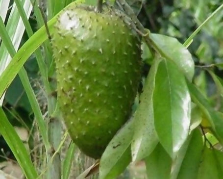 Sour Sop Fruit Plant (Annona Muricata)
