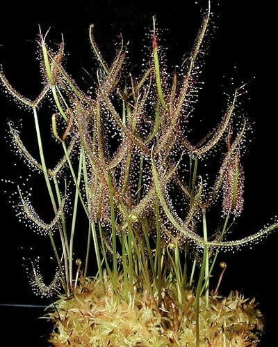 Drosera binata / Forked Sundew / Fork Leaved Sundew / Carnivorous Plant