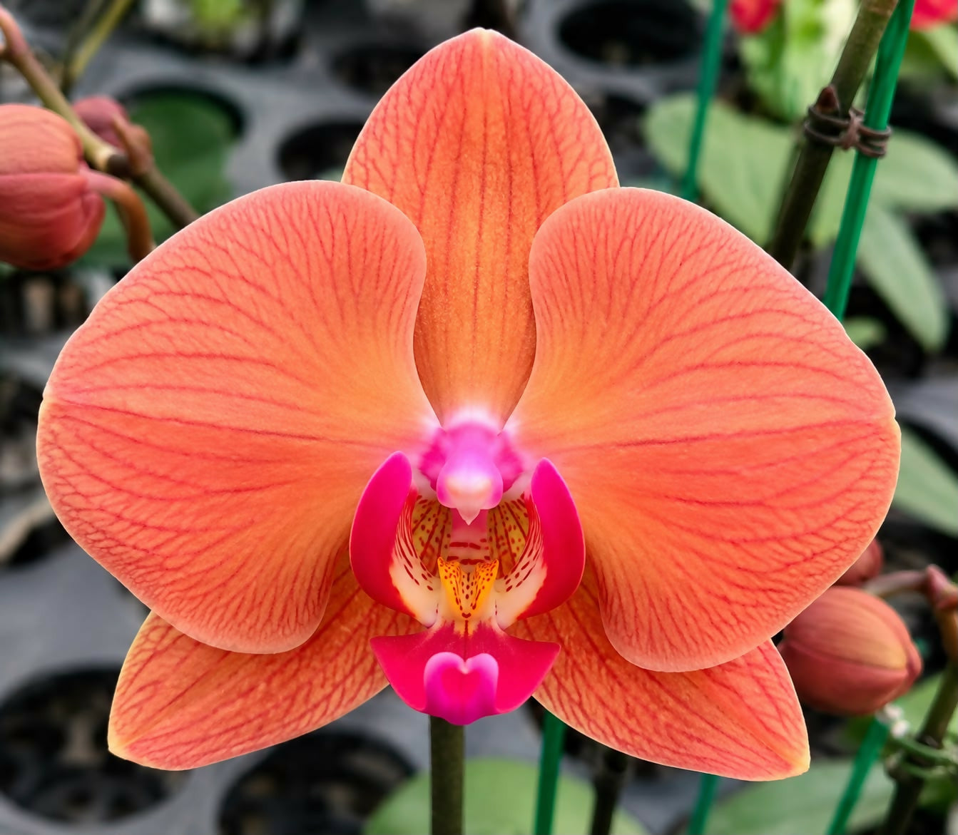 Phalaenopsis-1797