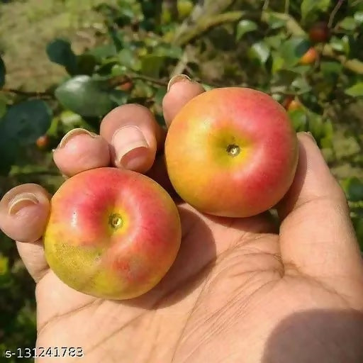 Ball Sundari Apple Ber Live Plant (Ziziphus mauritiana)
