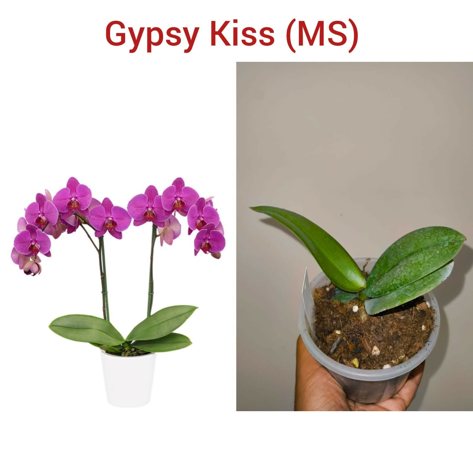 Phalenopsis orchid- Gypsy Kiss (MS)