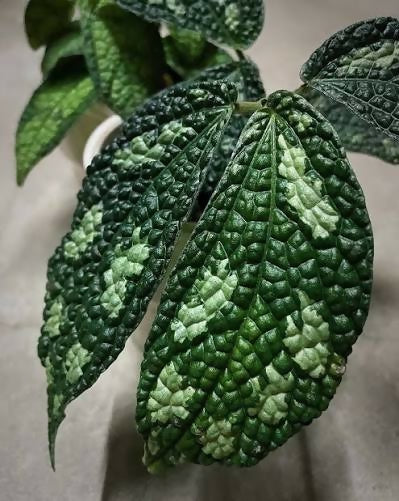 Elatostema sp Thailand